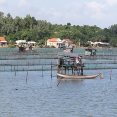 Phú Yên: Đầm Ô Loan "vắng bóng" hải sản